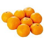 和歌山県などの国内産 みかん大袋 1袋 【11月16日のお受取り】