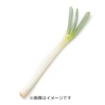茨城県などの国内産 長白ねぎ 1本