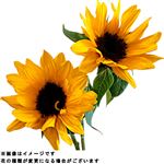ひまわり 2本束【14時以降の配送限定】【置き楽配送指定不可】【入荷状況によりお届け出来ない場合がございます】