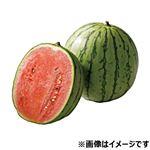 茨城県などの国内産 小玉すいか 1個