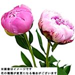 しゃくやく 2本束※色は選べません【置き楽配送指定不可】