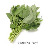 沖縄県または静岡県などの国内産 モロヘイヤ 1袋
