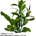 丸葉ルスカス 3本束【14時以降の配送限定】【置き楽配送指定不可】【入荷状況によりお届け出来ない場合がございます】