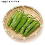 千葉県などの国内産 ししとう  1パック