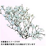 かすみそう 1束【14時以降の配送限定】 【置き楽配送指定不可】