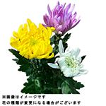 大菊3色 3本束【14時以降の配送限定】 【置き楽配送指定不可】