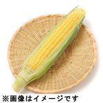 山梨県または千葉県などの国内産 とうもろこし 1本