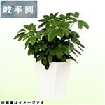 岐阜県岐孝園 シェフレラ5号スクエア 15cm鉢【置き楽配送指定不可】