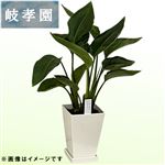 岐阜県岐孝園 ストレチア5号スクエア 15cm鉢【置き楽配送指定不可】