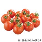 愛知県などの国内産 ミニトマト（潤）大パック 250g入 1パック