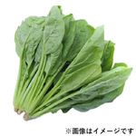栃木県などの国内産 ほうれん草 1袋