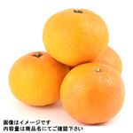 オーストラリアなどの国外産 ネーブルオレンジ 1袋