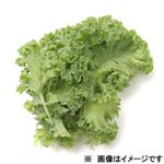 長野県などの国内産 オーガニックカーリーケール 3～5枚入 1袋
