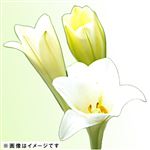 鉄砲ユリ 2本束【置き楽配送指定不可】