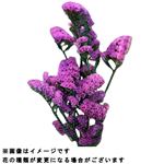 スターチス 紫系 1束【置き楽配送指定不可】
