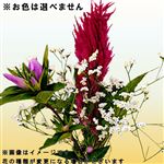 秋の花束小 1束※お色は選べません【置き楽配送指定不可】