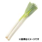 イオン農場 千葉県などの国内産 白ねぎ（大束）1袋