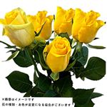 【ブラックフライデー企画】】輸入バラ イエロー 5本束【置き楽配送指定不可】【11／21～11／24
