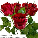 【ブラックフライデー企画】輸入バラ レッド 5本束【置き楽配送指定不可】【11／21～11／24お渡し】