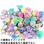 【ブラックフライデー企画】レインボースプレーバラ 1本束【置き楽配送指定不可】【11／21～11／24お渡し】