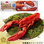 【年末年始ごちそう予約】【冷凍】MSC認証ボイルロブスター（加熱不要）カナダ産原料使用 1尾【12／20～12／25お渡し】