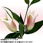 【今週のおすすめ】オリエンタルユリ 1本※色は選べません【置き楽配送指定不可】【5／22～5／25お渡し】