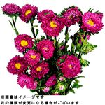 エゾアスター 2本束【置き楽配送指定不可】