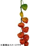 ほおづき 1本【置き楽配送指定不可】