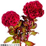 クルメケイトウ 2本束【置き楽配送指定不可】