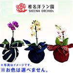 【父の日予約】千葉県旭市 SHEENA マイクロ胡蝶蘭 ハンカチ包み 1本立ち 1鉢※お色は選べません【置き楽配送指定不可】【6／12～6／15お渡し】