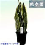 【父の日予約】岐阜県 岐孝園 サンセベリア 12cm黒プラ鉢【置き楽配送指定不可】【6／12～6／15お渡し】