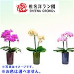 【父の日予約】千葉県旭市 SHEENA ミディー胡蝶蘭 ranto 2本立ち 1鉢※お色は選べません【置き楽配送指定不可】【6／12～6／15お渡し】