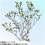 ハイブリットスターチスイエロー 1本【置き楽配送指定不可】