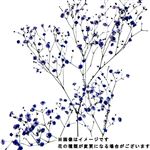 染めかすみ草 紫系 1本【置き楽配送指定不可】