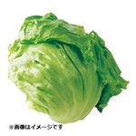 トップバリュ 減の恵み 茨城県などの国内産 レタス 1個