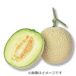 茨城県などの国内産 青肉メロン 1個  ※【6／2～6／4配送限定】