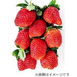 栃木県または千葉県などの国内産 いちご（とちあいかまたはとちおとめ）1パック   【12／6お渡し】