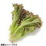 長野県などの国内産 今朝採れサニーレタス 1袋
