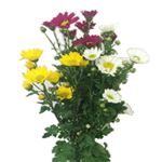 小菊 【7月16日～8月16日の受取り】