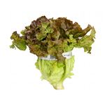 トップバリュ減の恵み 茨城県などの国内産 サニーレタス 1個