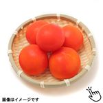 国内産 カゴメ トマト（ラウンドレッド）1袋
