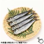 真いわし若干し 大 4尾【12時以降の配送に限ります】