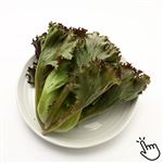 茨城県などの国内産 エコ作レタス（レッドフリル）1袋
