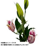 オリエンタルユリ ピンク系 1本【置き楽配送指定不可】