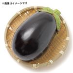 高知県などの国内産 米なす 1本