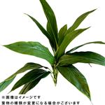 ドラセナ 2本束【置き楽配送指定不可】