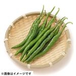 高知県または千葉県などの国内産 青とうがらし 1袋