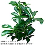 しきみ 1束【置き楽配送指定不可】【12時以降の配送】