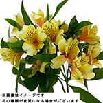 アルストロメリア イエロー系 2本束【置き楽配送指定不可】 【12時以降の配送限定】