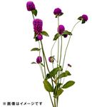 センニチコウ 1袋【置き楽配送指定不可】【12時以降のお渡し限定】